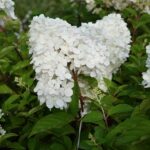 Hydrangea paniculata 'Grandiflora' / Rispenhortensie