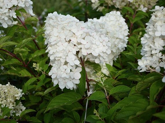 Hydrangea paniculata 'Grandiflora' / Rispenhortensie