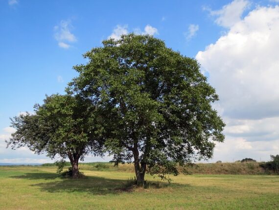 Juglans regia / Walnuss / Baumnuss