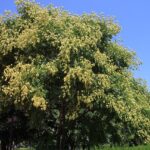 Koelreuteria paniculata / Blasenbaum