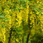 Laburnum alpinum / Alpen-Goldregen