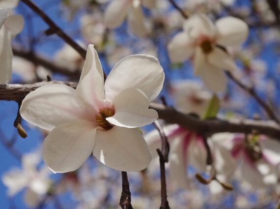 Magnolia kobus Tulpenmagnolie Kobus