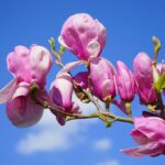 Magnolia soulangeana Lennei / Tulpenmagnolie Lennei