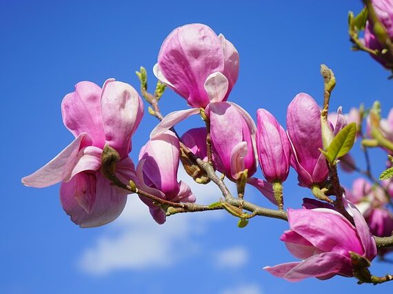 Magnolia soulangeana Lennei / Tulpenmagnolie Lennei