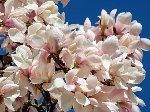 Magnolia soulangeana Tulpenmagnolie Soulangeana