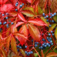 Parthenocissus quinquefolia / Wilder Wein