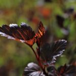 Physocarpus opulifolius 'Diabolo' / Rot-Blasenspiere