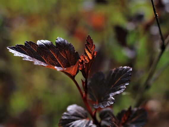 Physocarpus opulifolius 'Diabolo' / Rot-Blasenspiere