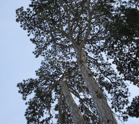 Pinus nigra ssp. nigra Schwarzkiefer