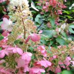 Rispenhortensie Hydrangea paniculata 'Pinky Winky'