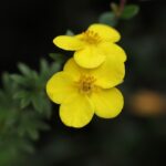 Potentilla fruticosa 'Kobold' / Fingerstrauch