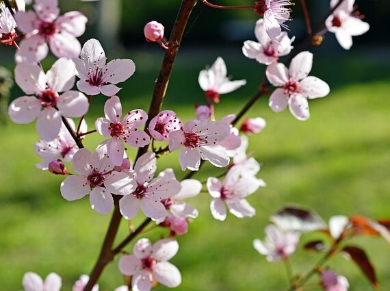 Blutpflaume Nigra / Prunus cerasifera Nigra