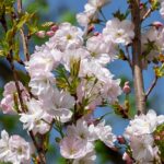 Prunus serrulata 'Amanogawa' / Japanische Säulenkirsche