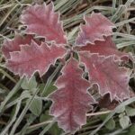 Quercus rubra / Amerikanische Roteiche