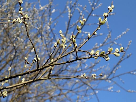 Salix caprea / Salweide