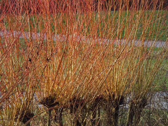 Salix purpurea 'Nana' / Zwerg-Purpurweide