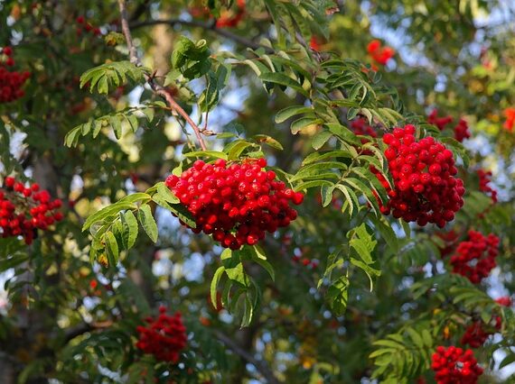 Sorbus aucuparia / Vogelbeere / Eberesche