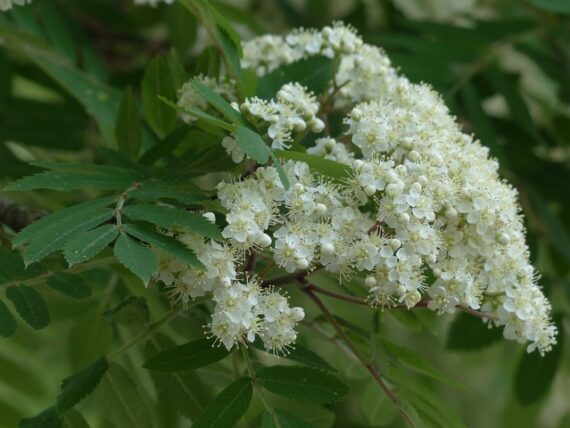 Sorbus aucuparia / Vogelbeere / Eberesche