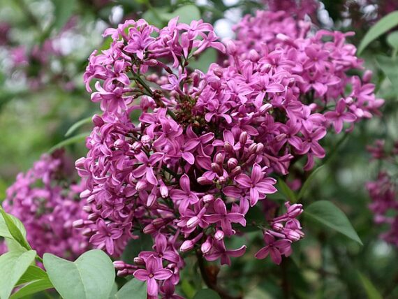 Syringa meyeri 'Palibin' / Meyers Flieder