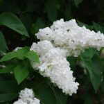 Syringa vulgaris 'Mme Lemoine' / Edelflieder