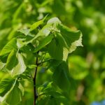 Tilia platyphyllos / Sommerlinde