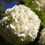 Viburnum opulus 'Roseum' / Gefüllter Schneeball