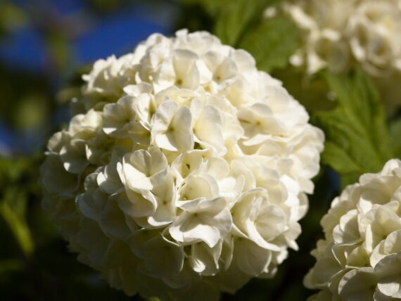 Viburnum opulus 'Roseum' / Gefüllter Schneeball