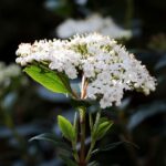 Viburnum tinus / Lorbeer-Schneeball