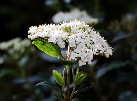 Viburnum tinus / Lorbeer-Schneeball