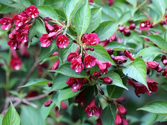 Weigela 'Red Prince' / Zwerg-Weigelie