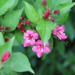 Weigela 'Bristol Ruby' / Weigelie