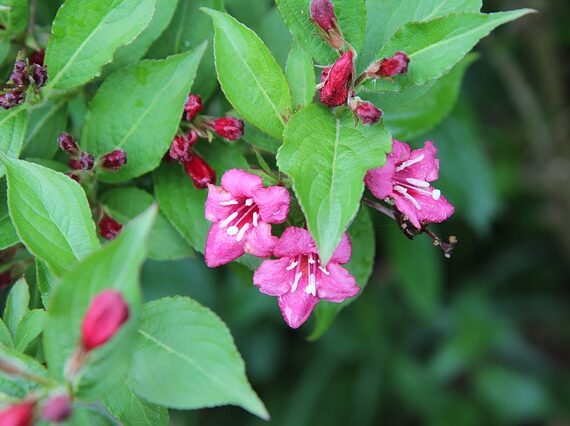 Weigela 'Bristol Ruby' / Weigelie