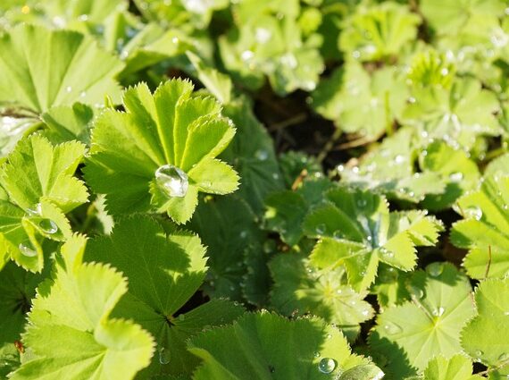 Alchemilla mollis / Frauenmantel