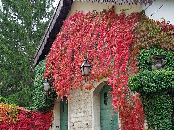 Parthenocissus quinquefolia / Wilder WeinWein