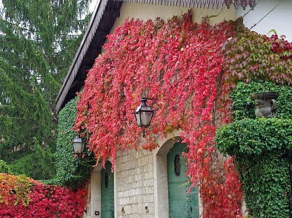 Parthenocissus quinquefolia / Wilder WeinWein