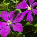 Clematis 'Jackmanii Superba' / Grossblumige Waldrebe