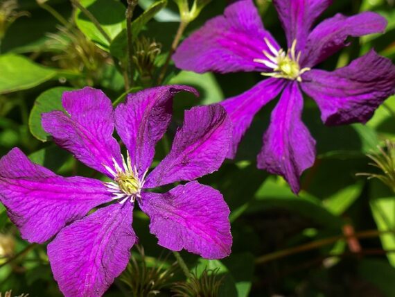 Clematis 'Jackmanii Superba' / Grossblumige Waldrebe