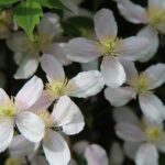 Clematis montana 'Grandiflora' / Gebirgs-Waldrebe