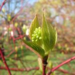 Cornus sanguinea / Roter Hartriegel