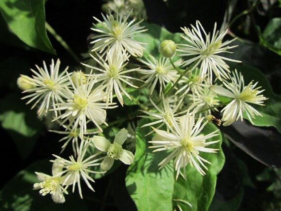 Clematis vitalba / Waldrebe