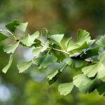 Ginkgo biloba / Gingkobaum / Mädchenhaarbaum