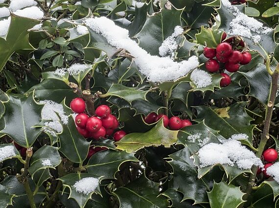 Ilex aquifolium Alaska , Stechpalme Alaska