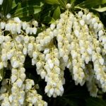 Pieris japonica 'Debutante' / Lavendelheide