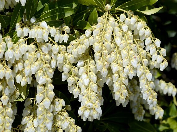 Pieris japonica 'Debutante' / Lavendelheide