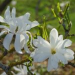 Magnolia stellata, Sternmagnolie