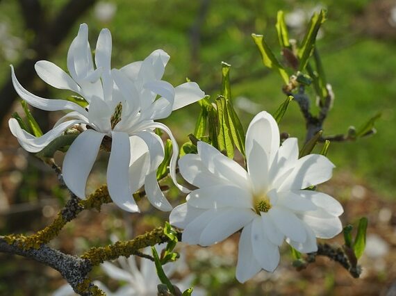 Magnolia stellata, Sternmagnolie