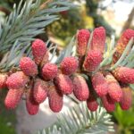 Abies procera 'Glauca' / Amerikanische Blau-Tanne / Silber-Tanne