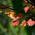 Feuerahorn / Amurahorn / Acer tataricum ginnala