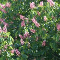Aesculus pavia Atrosanguinea / Rote Pavie Atrosanguinea