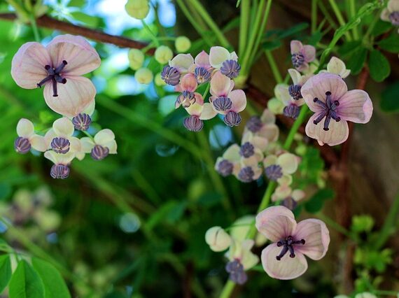 Akebia quinata alba / Akebie Alba